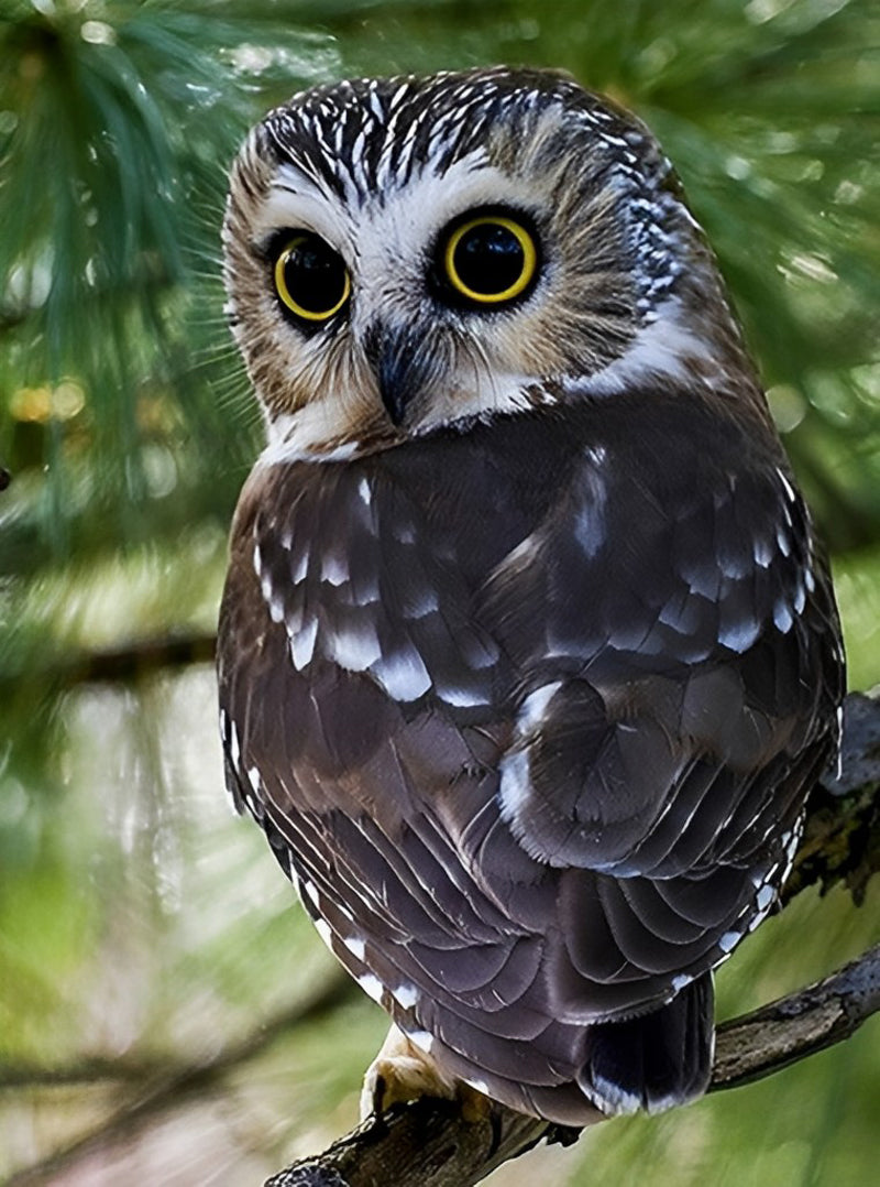 Owl Turning Head Diamond Painting