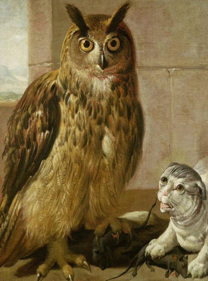 Owl and Cat Playing Diamond Painting