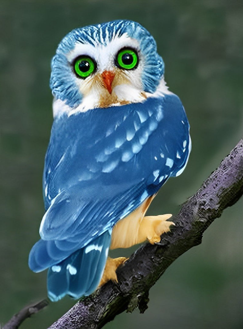 Blue Owl with Green Eyes Diamond Painting