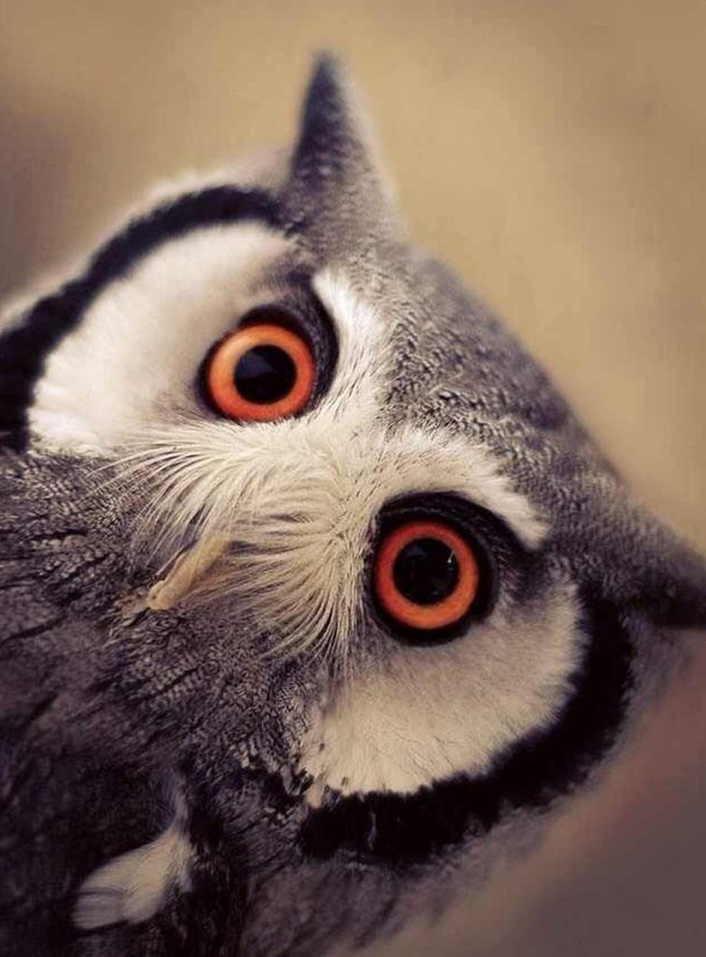 Tilted Head Owl with Red Eyes Diamond Painting