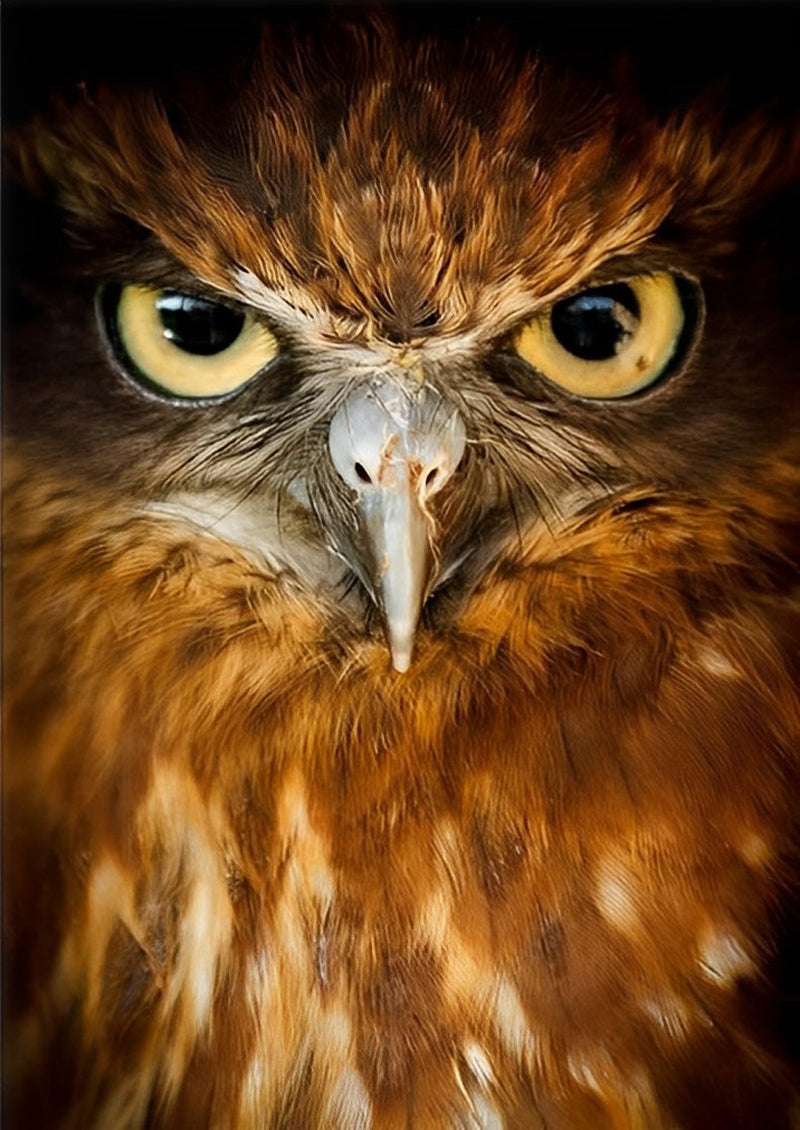 Orange Owl Serious Diamond Painting