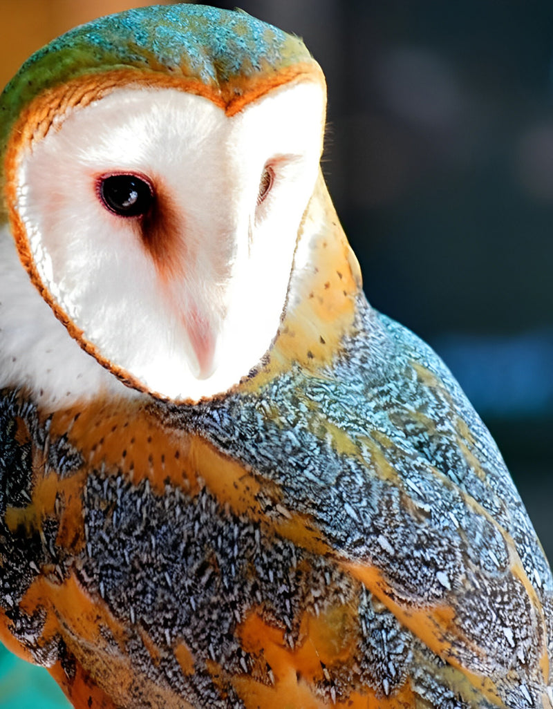 Owl with White Face Diamond Painting