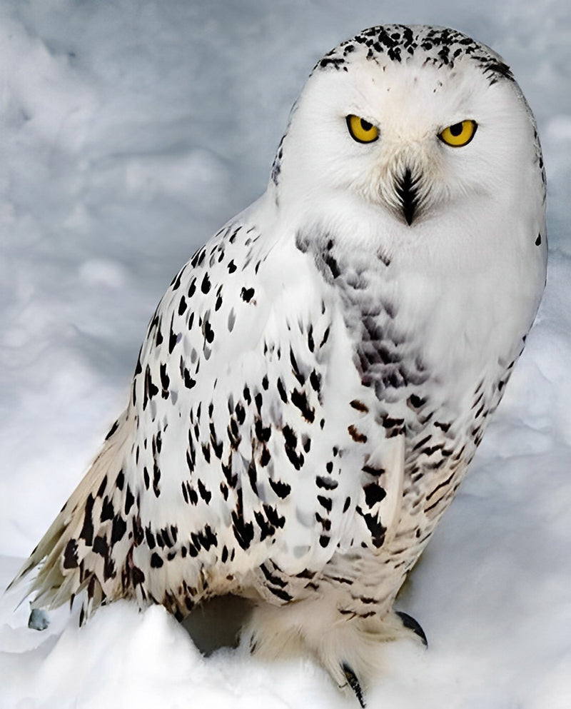 Snowy Owl on the Snow 5D DIY Diamond Painting Kits