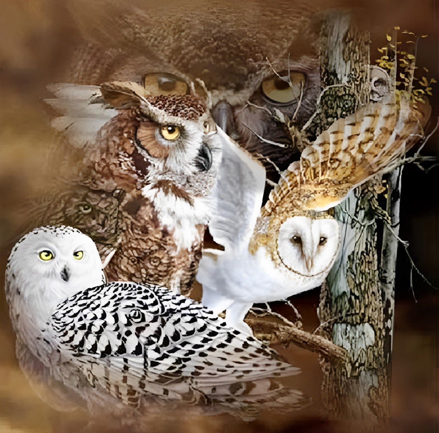 Various Owls Diamond Painting