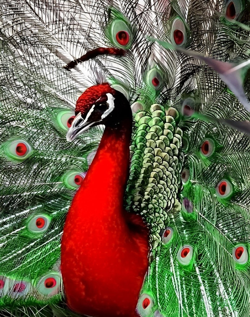 Red Peacock with Green Tail Diamond Painting