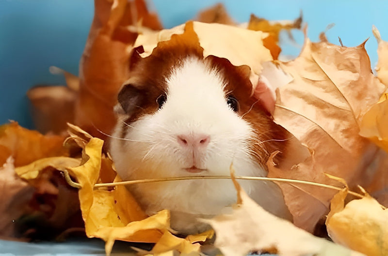 Guinea pig Diamond Painting