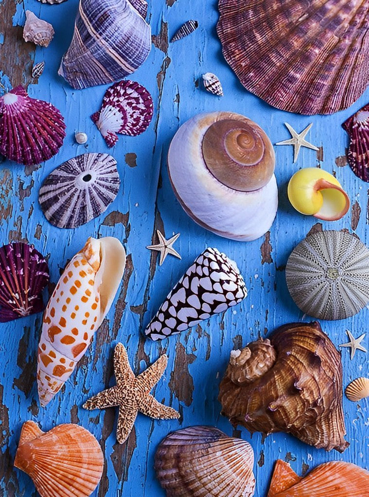Sea Shells Diamond Painting