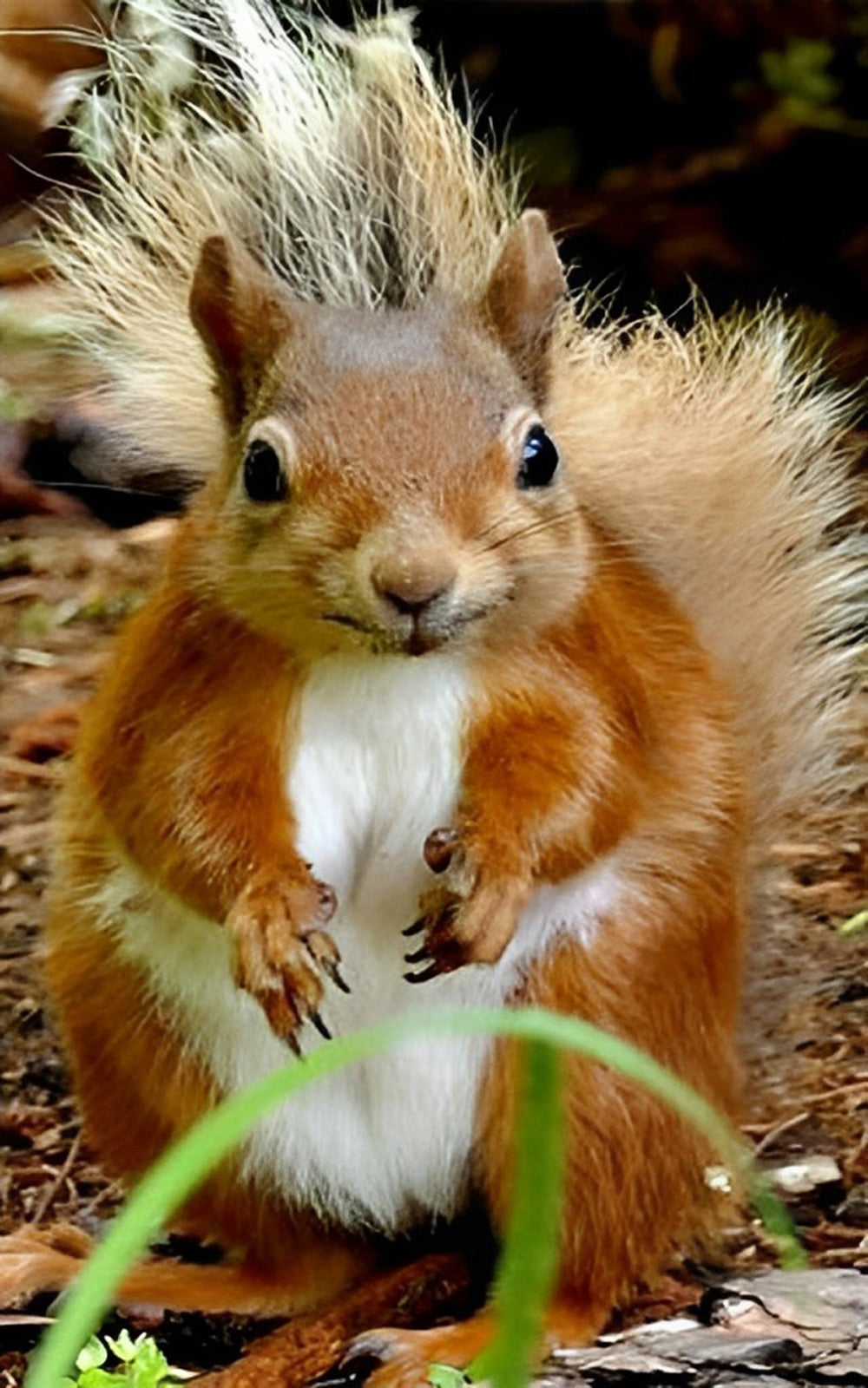 Cute Red Squirrel Diamond Painting