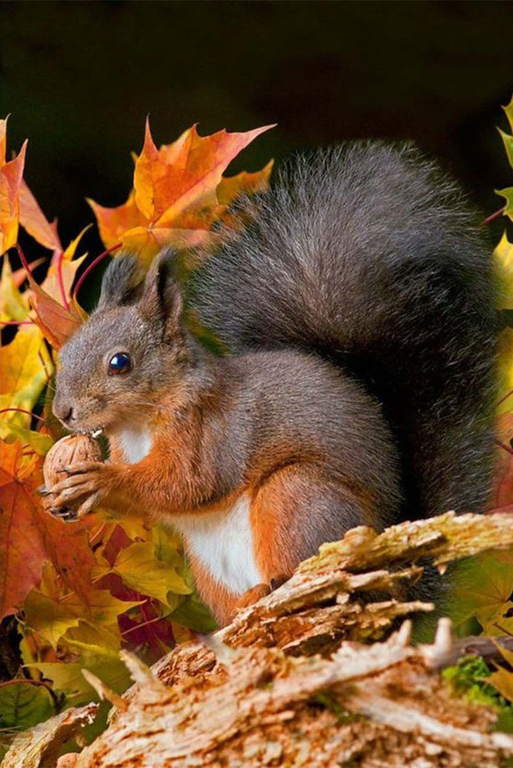 Squirrel and Red Leaves Diamond Painting