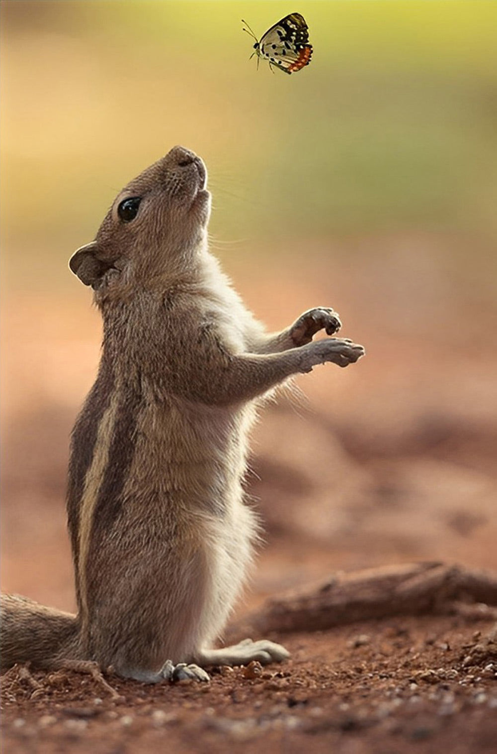 Squirrel and Butterfly Diamond Painting