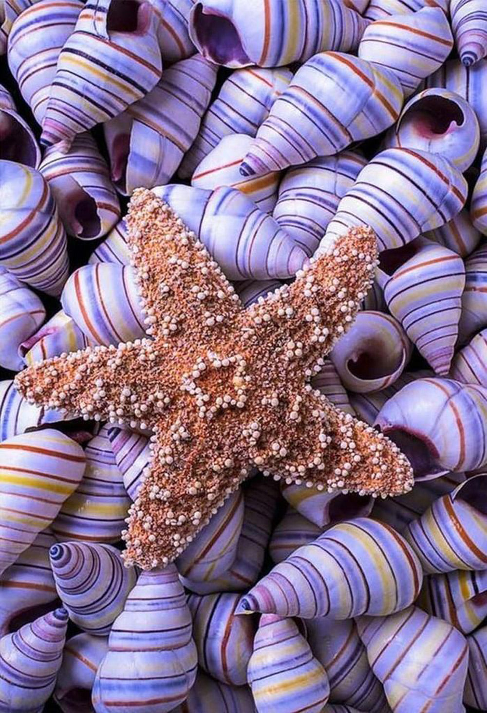 Starfish and Purple Conch Diamond Painting
