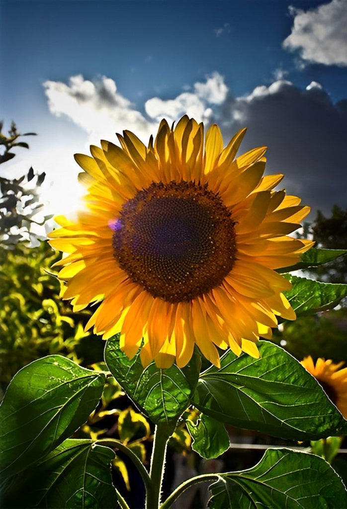 Sunflower Backlight Diamond Painting