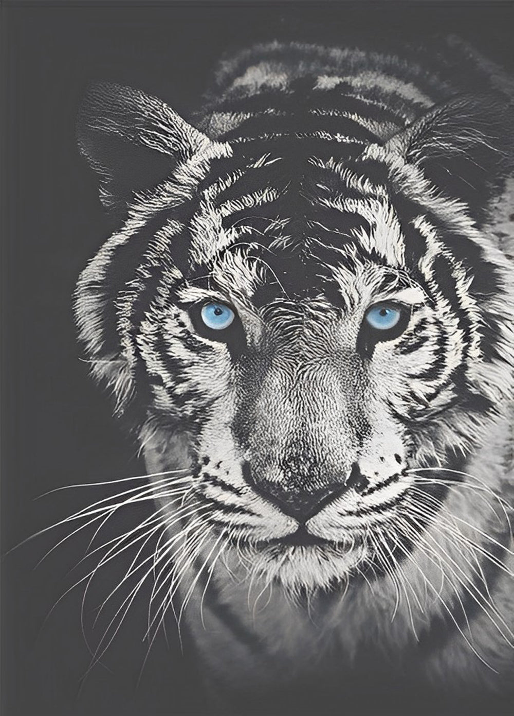 Blue-Eyed White and Black Tiger Diamond Painting