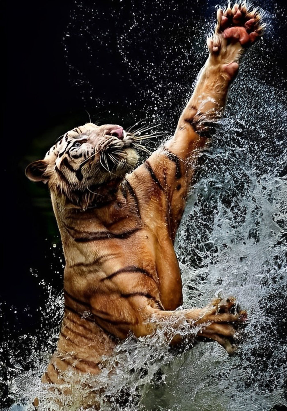Tiger Dances with Water Diamond Painting