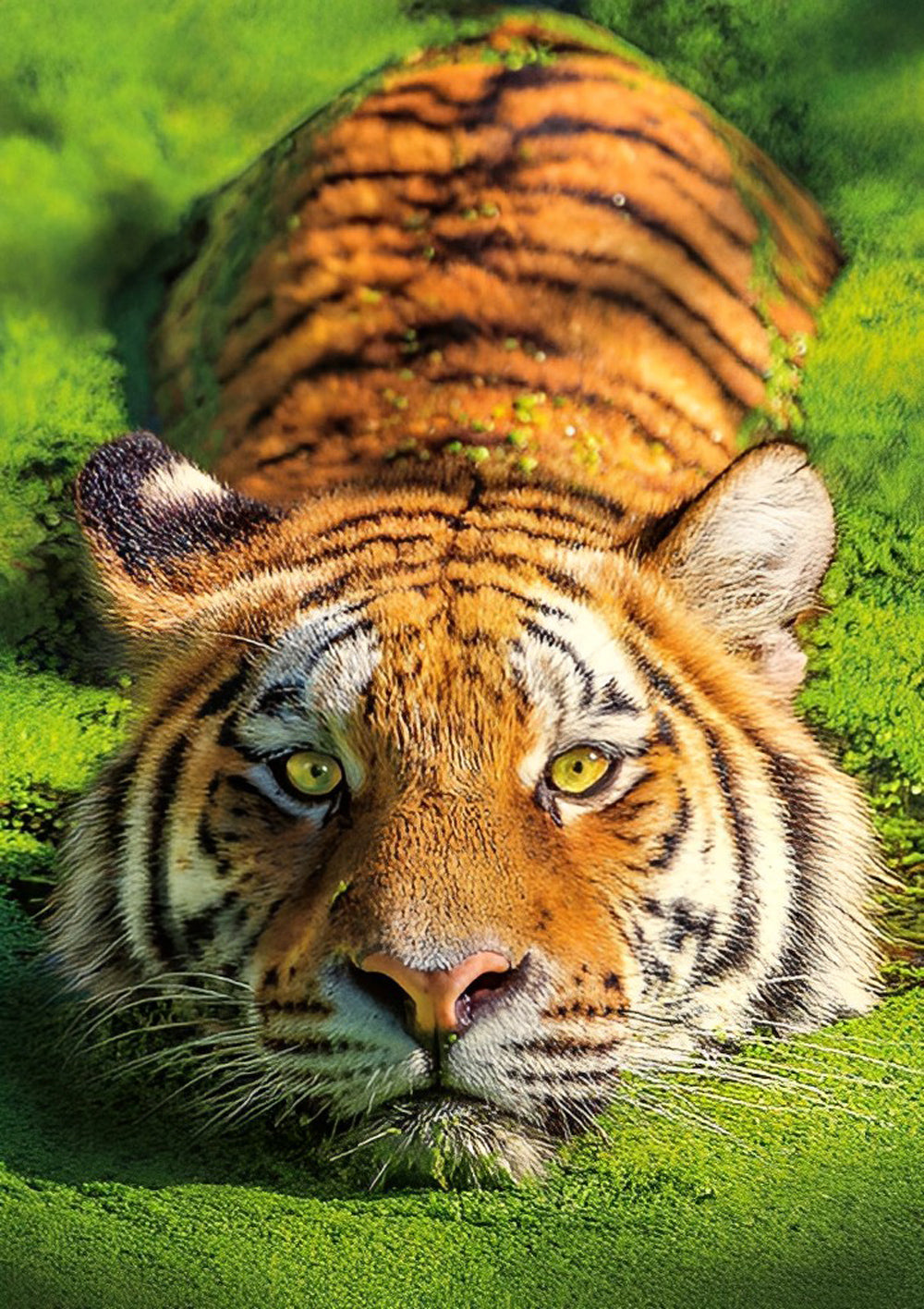 Tiger Lying on the Lawn Diamond Painting