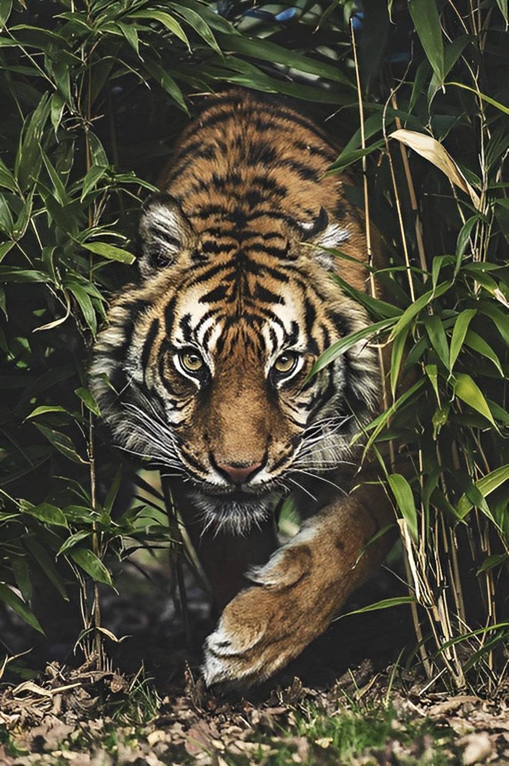 Tiger in the Bamboo Grove Diamond Painting