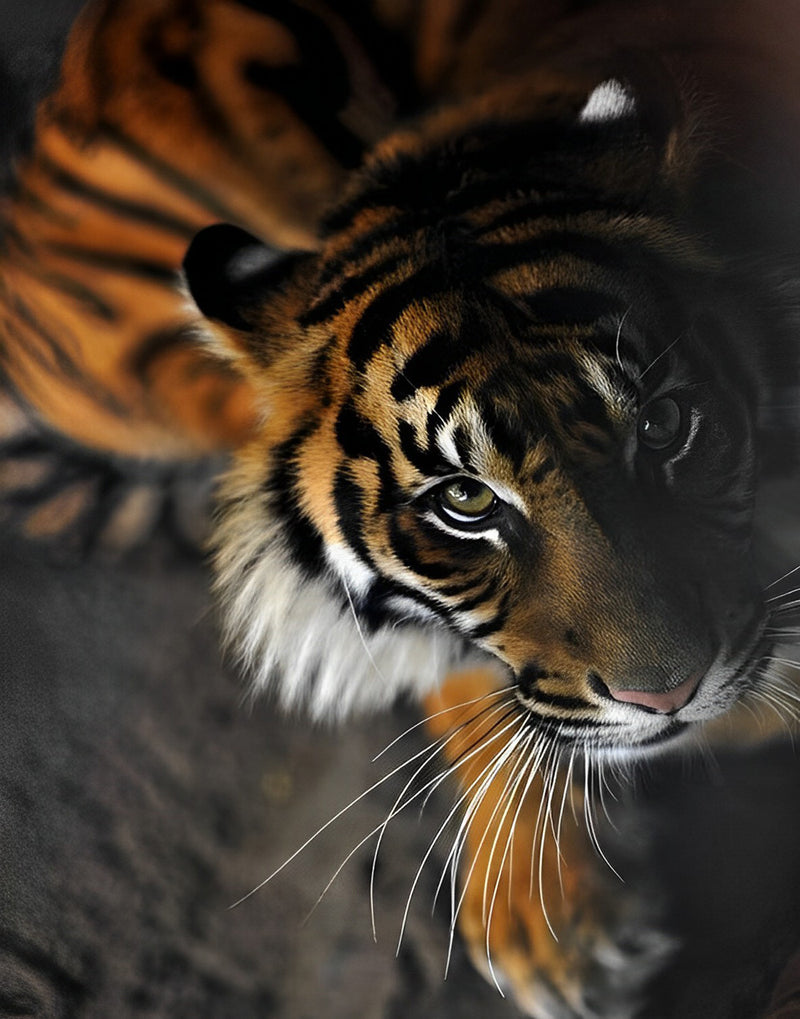 Tiger in the Darkness Diamond Painting