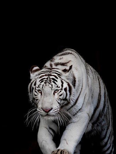 Cautious White Tiger 5D DIY Diamond Painting Kits