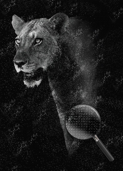 Lion Diamond Painting