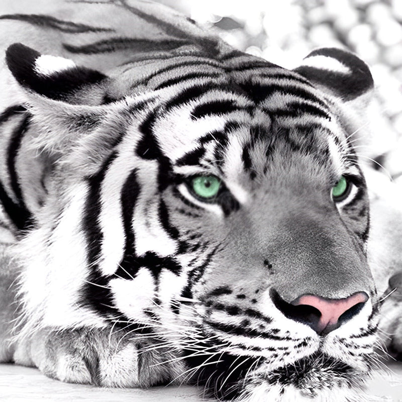 Tiger Lying on His Stomach 5D DIY Diamond Painting Kits