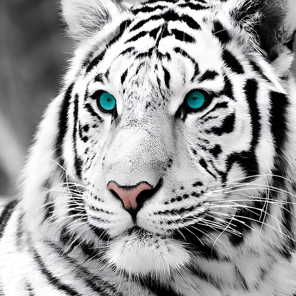 White Tiger with Blue-Green Eyes Diamond Painting