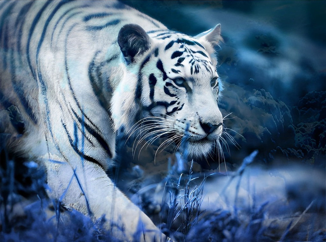 White Tiger and Blue Grasses Diamond Painting