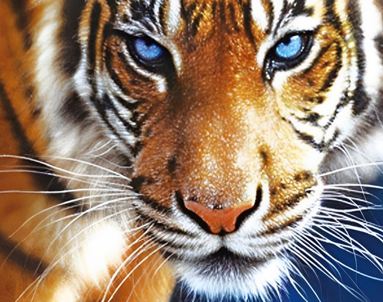 Blue-Eyed Bengal Tiger Diamond Painting