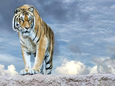 Tiger at the Top of the Mountain 5D DIY Diamond Painting Kits