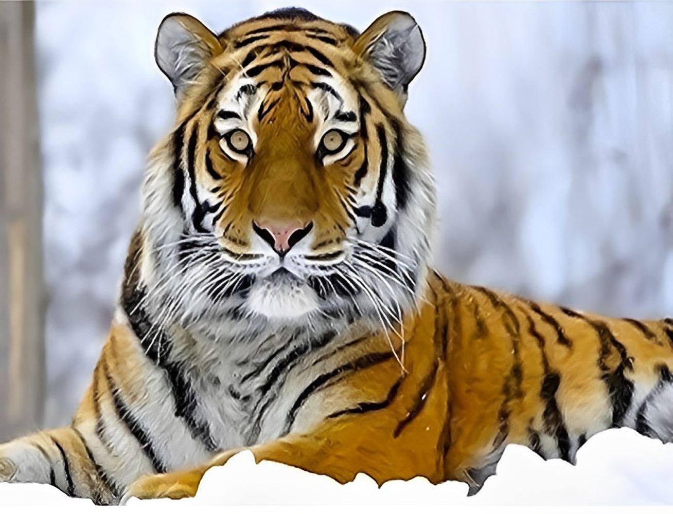 Bengal Tiger in the Snow Diamond Painting