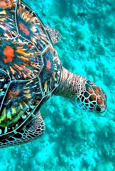 Large Turtle in the Sea Diamond Painting