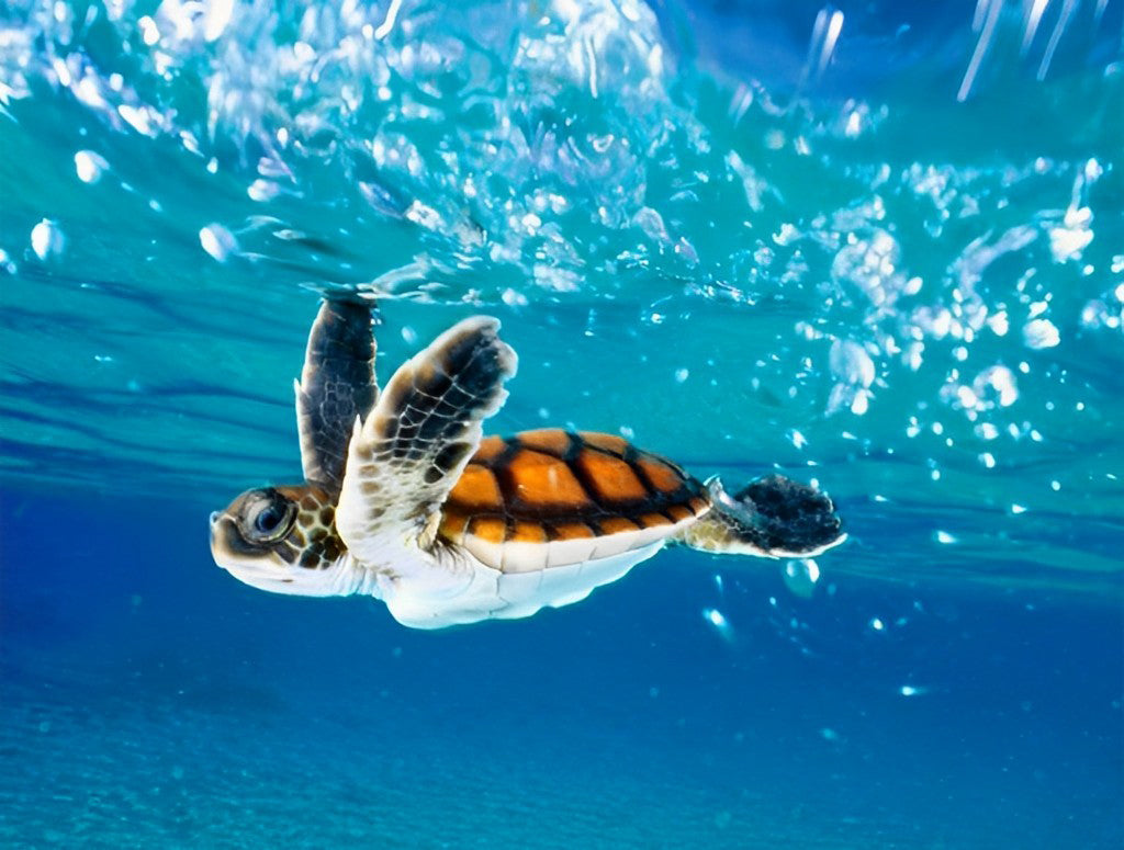 Orange Turtle in the Sea Diamond Painting