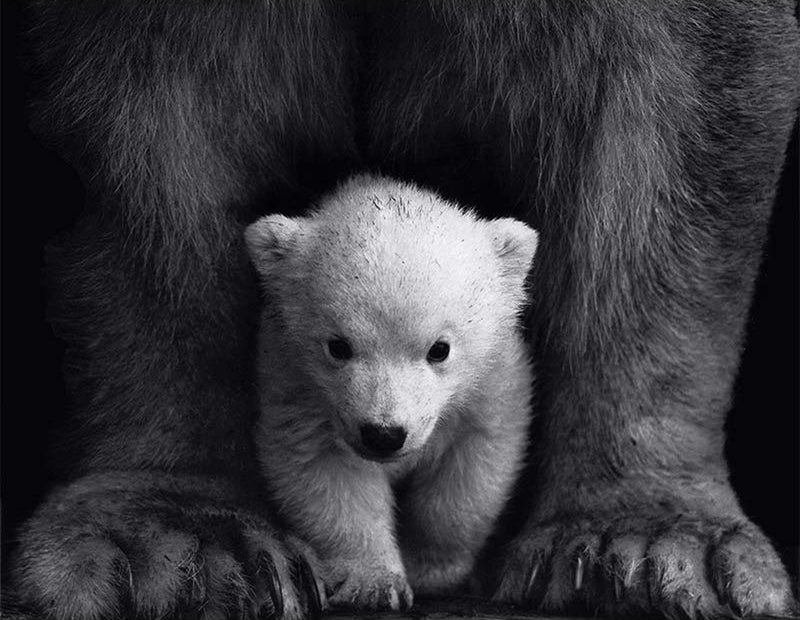 Giant Polar Bear and Baby Diamond Painting