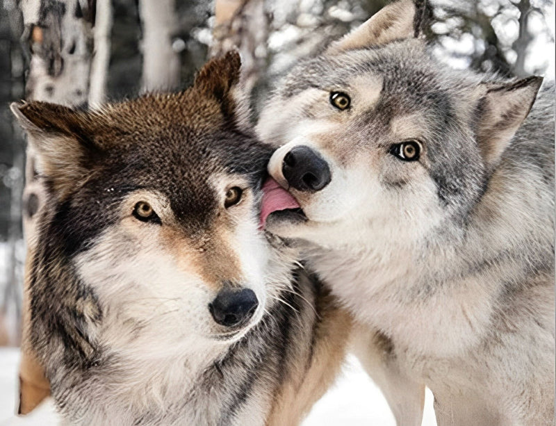Wolves Licking Each Other 5D DIY Diamond Painting Kits