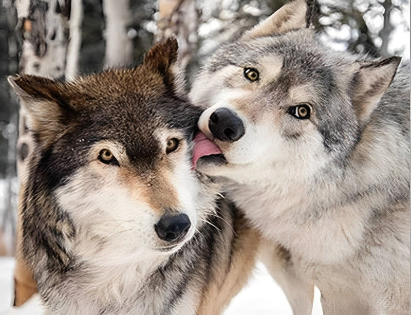 Wolves Licking Each Other Diamond Painting