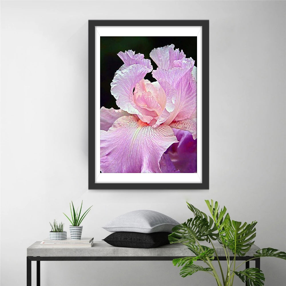Beautiful Pink Iris Magnificent Diamond Painting