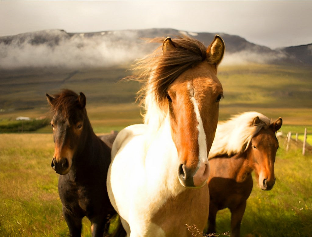 Three Horses on the Lawn Diamond Painting