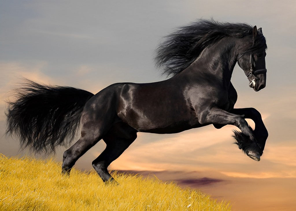 Running Black Horse Diamond Painting