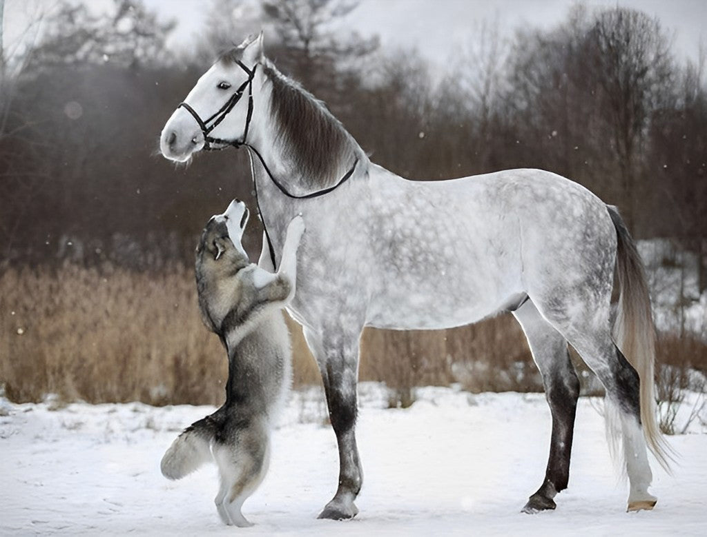 White Horse and Husky Diamond Painting